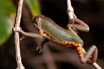 wild life photography