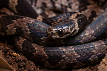 wild life photography