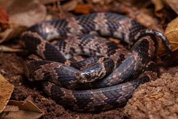 wild life photography