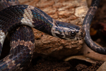 wild life photography