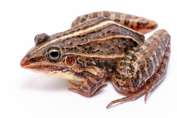 Fototapeta premium wild life photography