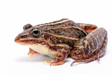 Fototapeta premium wild life photography