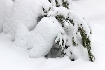 frozen winter landscape snowy forest christmas tree