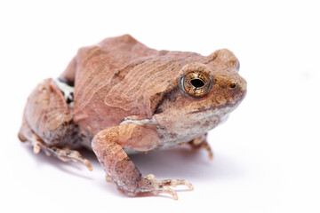 wild life photography