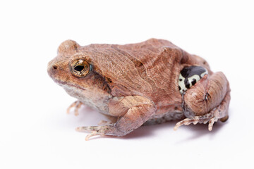 wild life photography