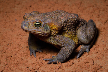 frog on a rock