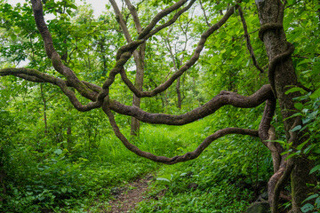 Twisted Tree