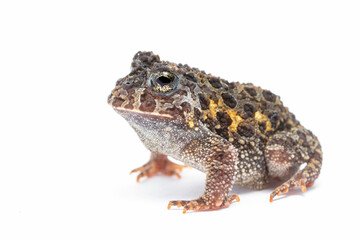 toad isolated on white background