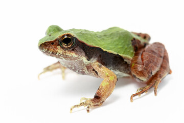 frog on white background