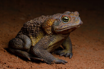 frog on a rock