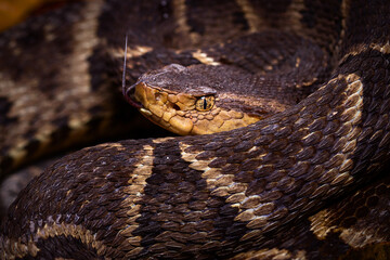 lance head snake close up