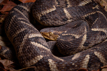 Obraz premium lance head snake close up