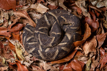 close up of a snake