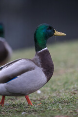 Duck on green meadow portraint