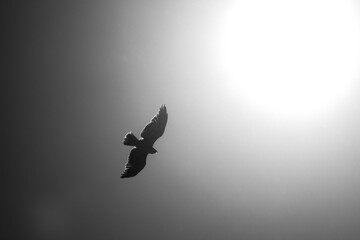 flying eagle in the sky