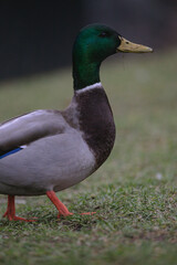 Male duck green brown grey portrait