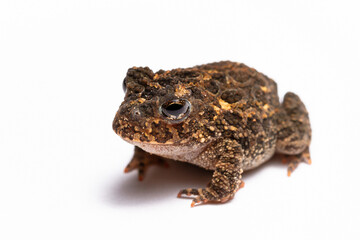 Fototapeta premium frong on the white