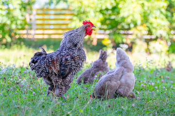 Gray spotted rooster and chickens in the garden of the farm on the grass looking for food