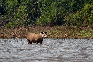 tapir in the water