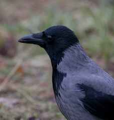 curious crow portrait