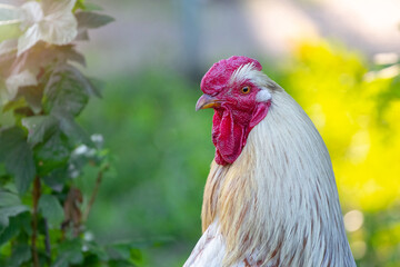 White rooster close up in the garden on the farm