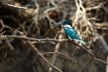 kingfisher on the branch