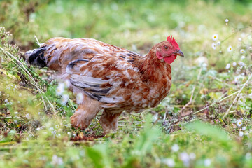 Brown spotted chicken in the garden among the grass