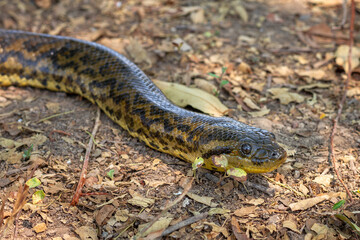 yellow anaconda on the ground close up