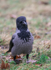 Fototapeta premium smart black grey crow looking curious