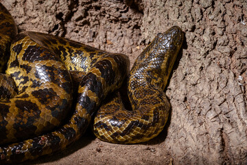 yellow anaconda on the ground close up