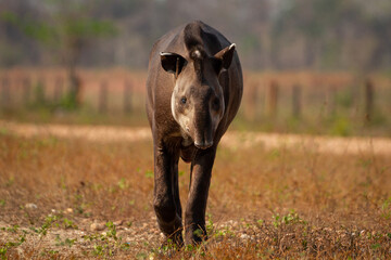 giant brazilian tapir