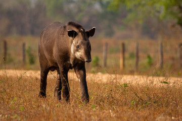 giant brazilian tapir