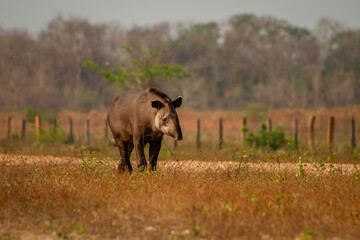 giant brazilian tapir