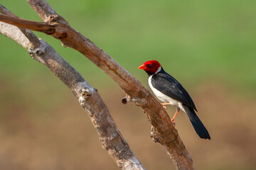 red billed woodpecker