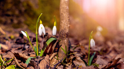 White snowdrops near a tree trunk in the forest on a blurred background
