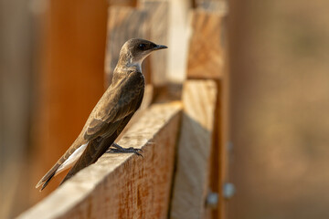 bird on a fence