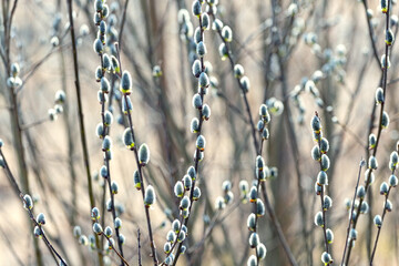 Fototapeta premium Willow branches with catkins in the forest on a blurred background, willow - Easter symbol