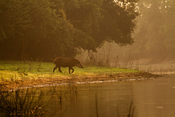 tapir in the river