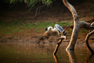 heron ardea cinerea