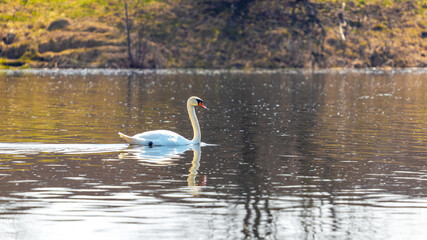 The white swan swims in the autumn on the river in which trees are reflected