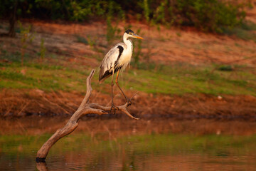 grey heron ardea cinerea