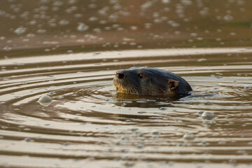 otter in the water