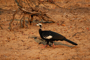 black crowned crane
