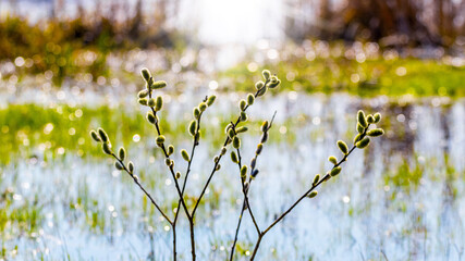Willow branches with catkins on the background of the river in sunny weather
