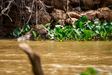 jaguar in the water