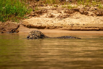 jaguar in the water