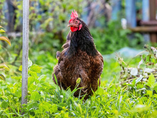 Chicken with brown and black feathers in the garden among the grass