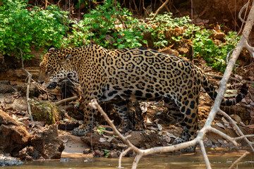 jaguar hunting in the woods