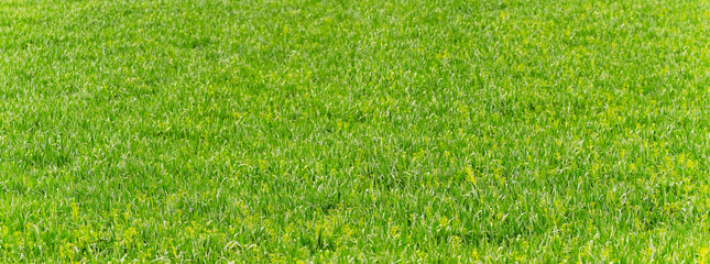 Texture, background with green grass. Green grass in the field