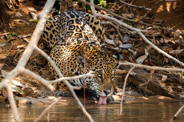 Fototapeta na wymiar jaguar hunting in the woods